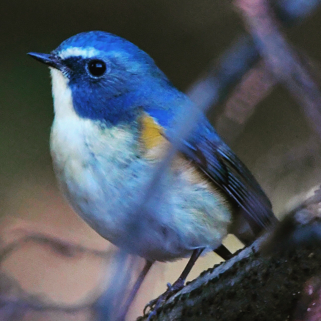 ルリビタキ (^^)/~~~