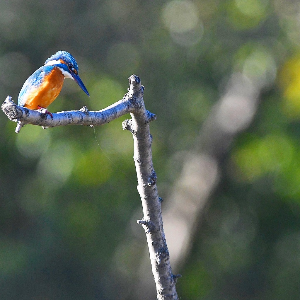 カワセミ (''◇'')ゞ