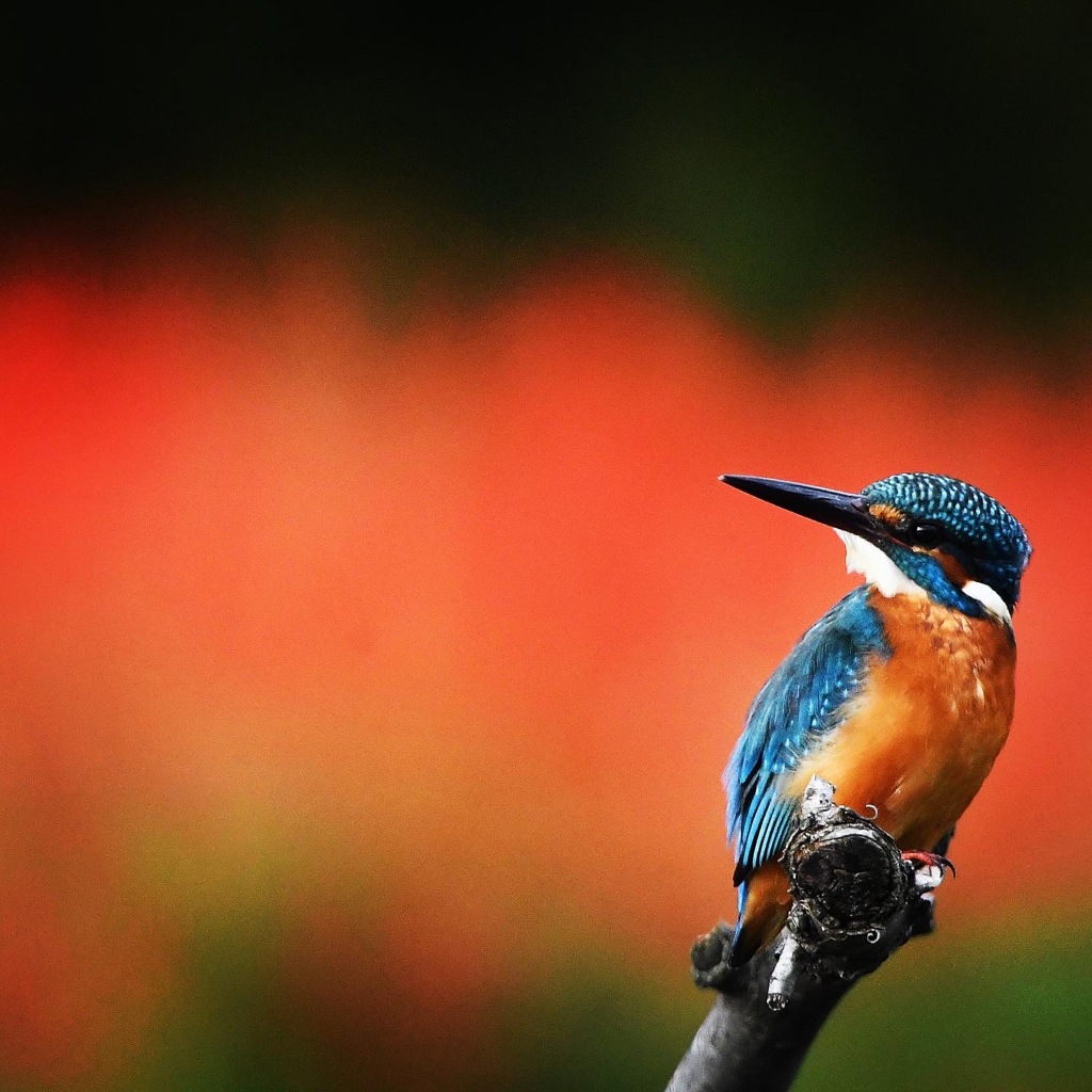真っ赤に燃える～♪。