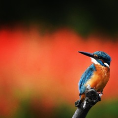 真っ赤に燃える～♪。