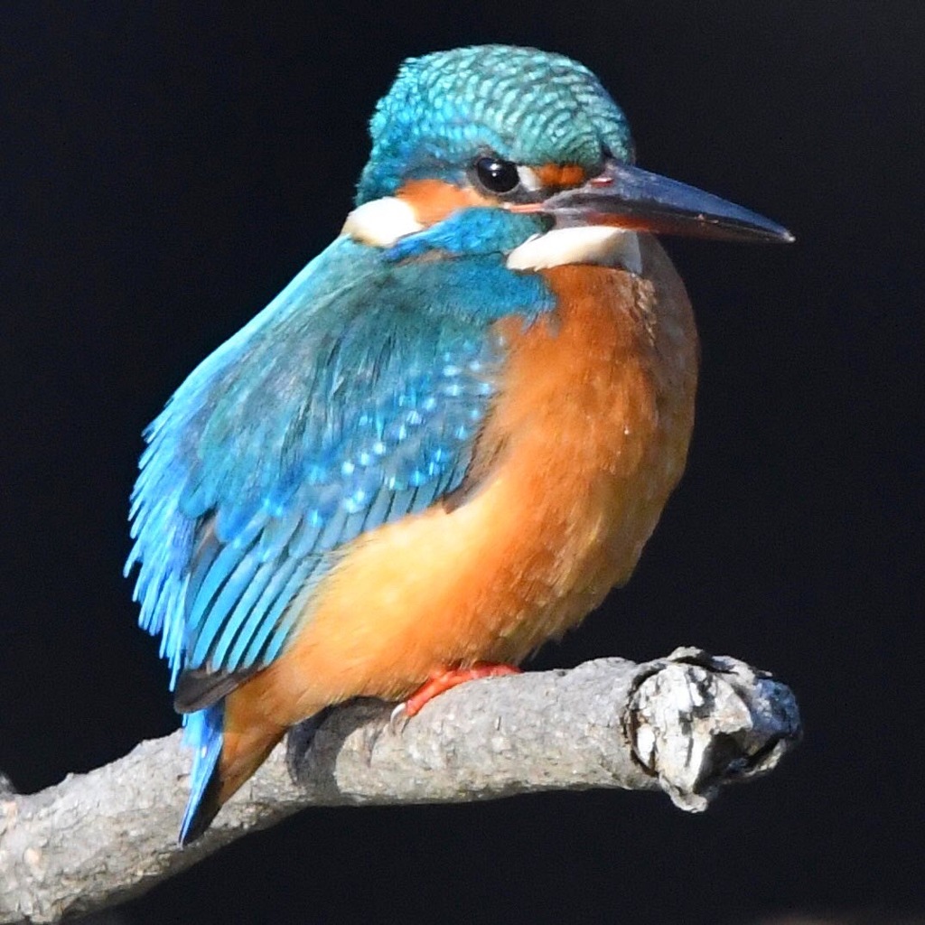 カワセミ (''◇'')ゞ