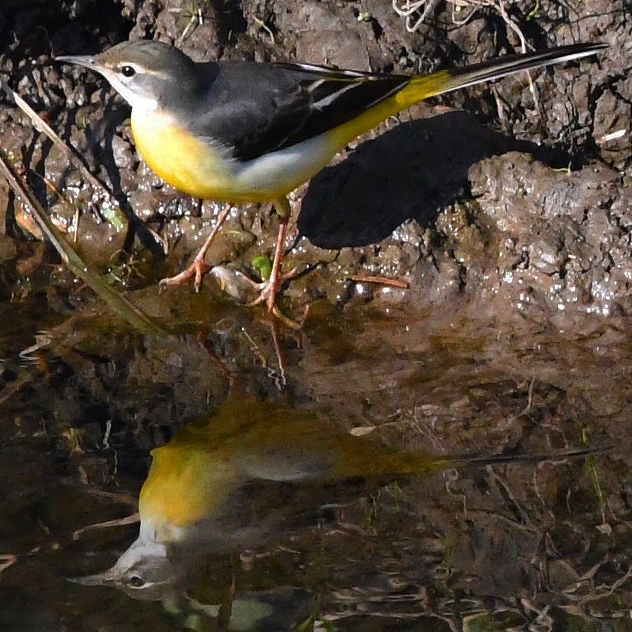 キセキレイ !(^^)!