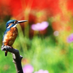 カワセミ (^^♪。