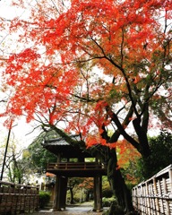 中院 ( ◠‿◠ )