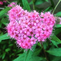 ハートに見えるのは私だけ？？？ ｱｾｱｾ。