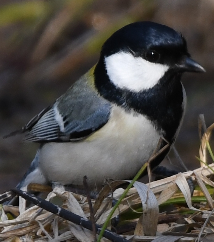 シジュウカラさん ～♪。