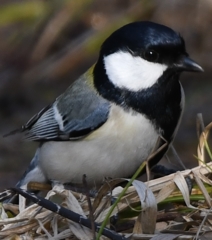 シジュウカラさん ～♪。