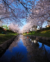 元荒川のさくら並木