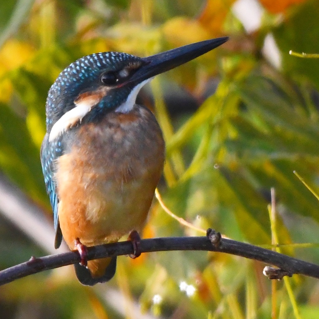 晩秋の思い出 (*^◯^*)