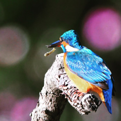 カワセミ (^^)/~~~