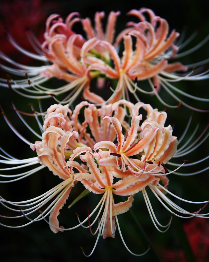 今年も咲きました (^^♪。