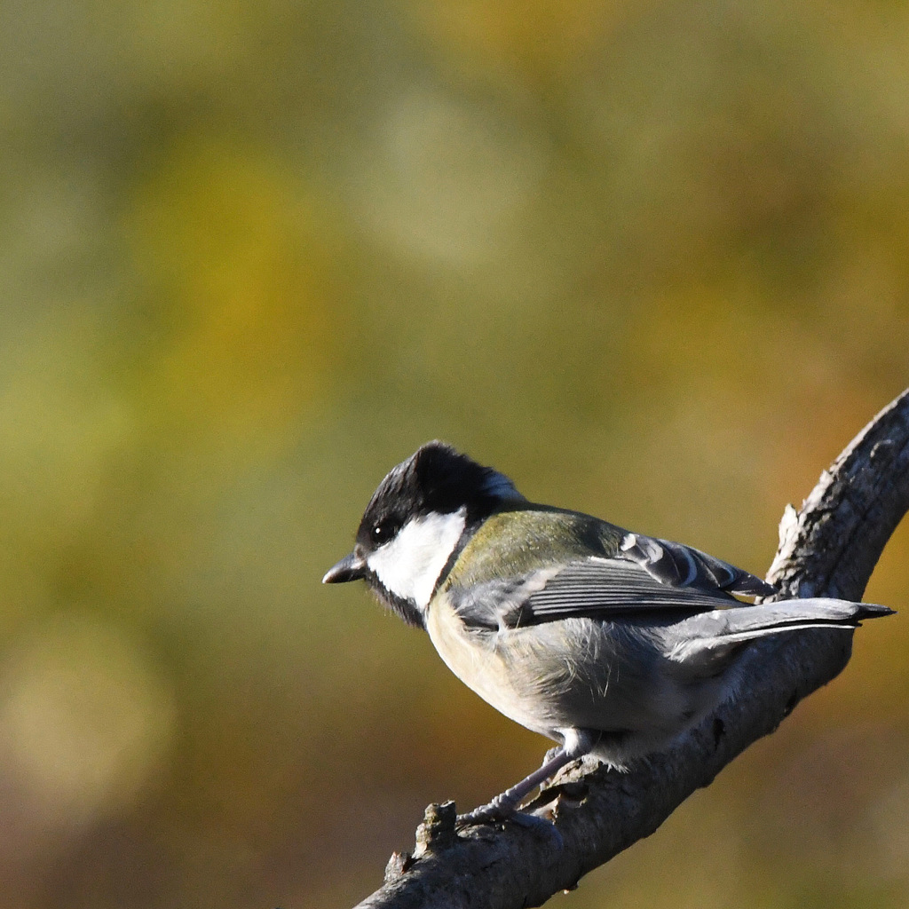 シジュウカラ (^3^)/