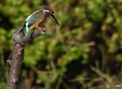 ダイブ編 その②　朝ごはん、いないかな～っ。