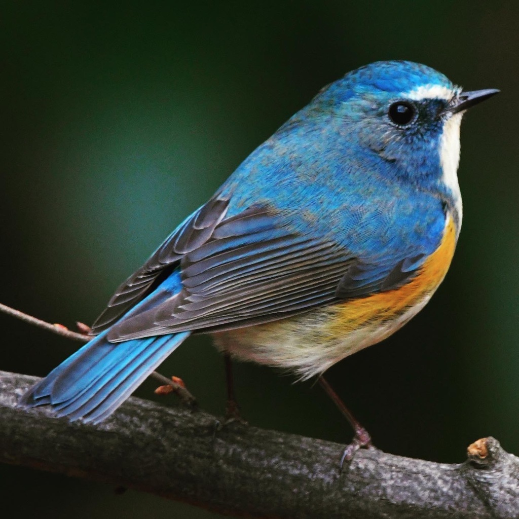 ルリビタキ (^^♪