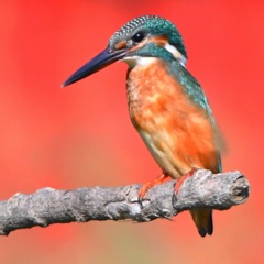 サルビアなカワセミ (*^◯^*)。