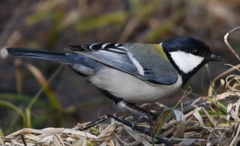 シジュウカラさん ～♪。