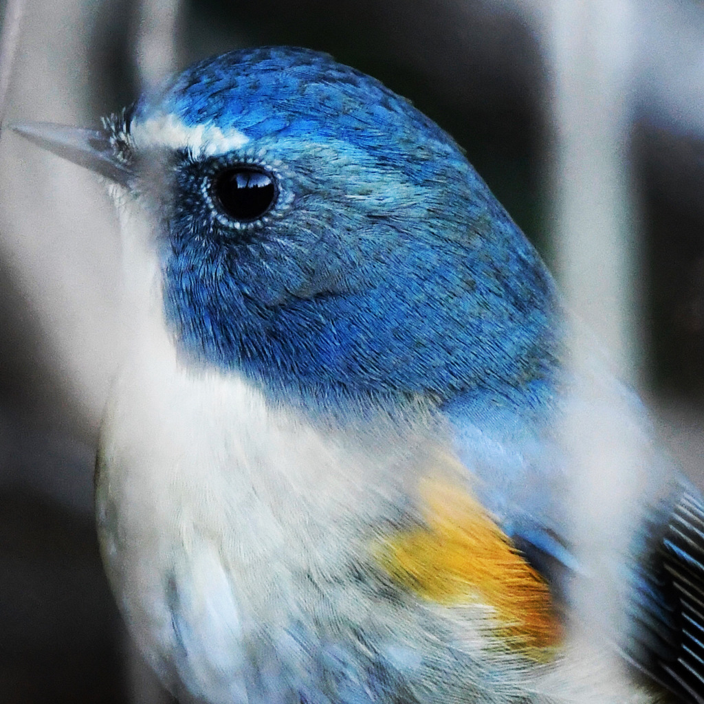 ルリビタキ (=^・^=)