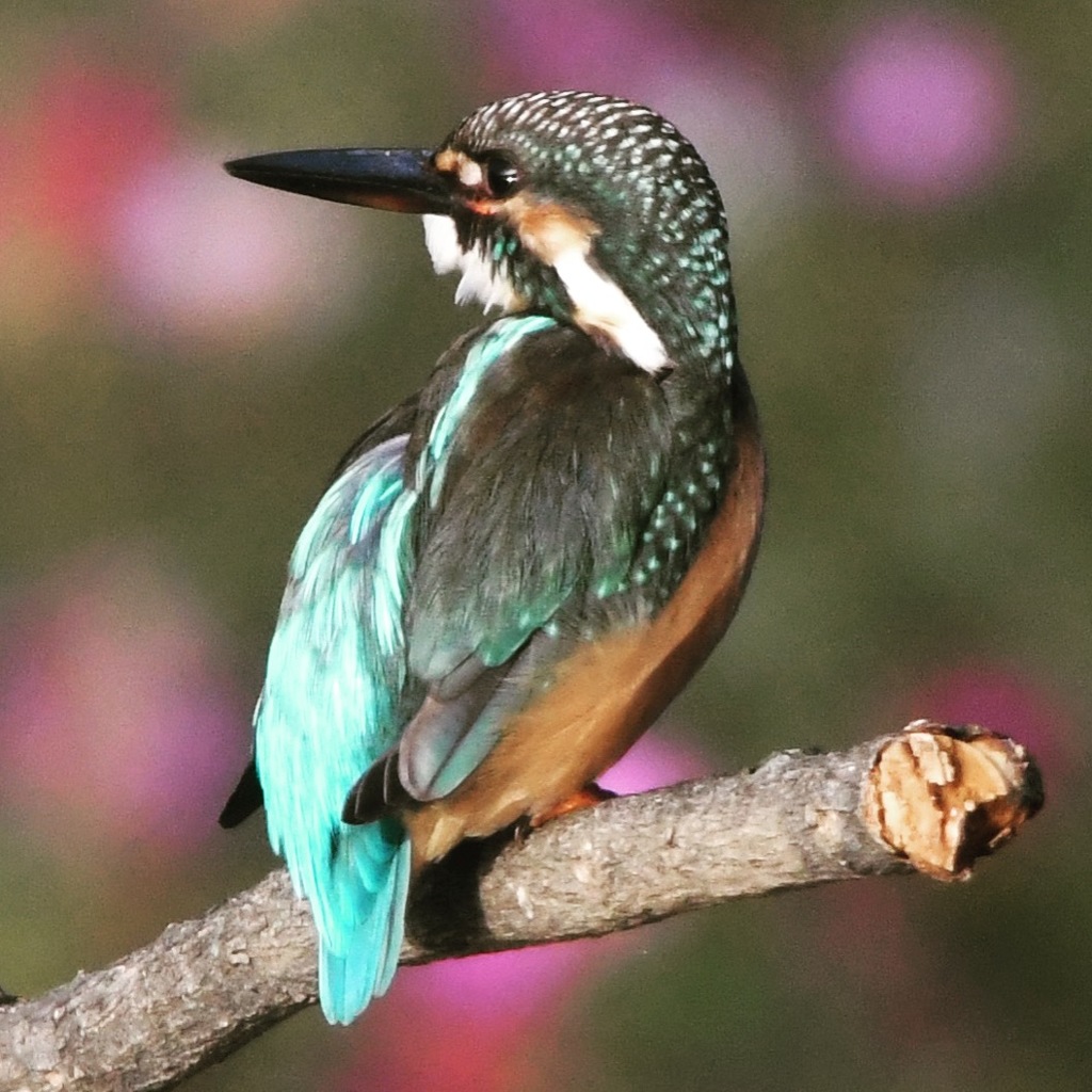 コスカワ (^○^)