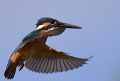 Good old hovering ！！！ (''◇'')ゞ