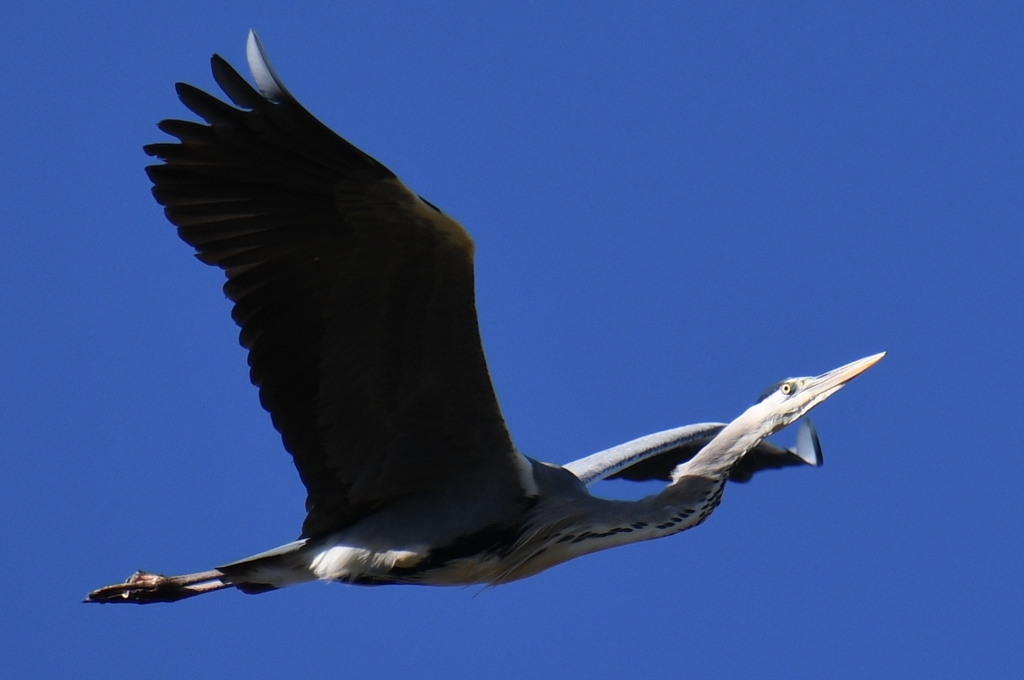 翼竜 (''◇'')ゞ。