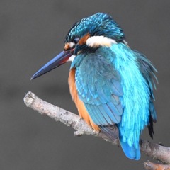 カワセミ (''◇'')ゞ