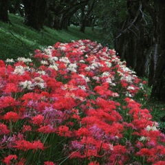 今年も咲きました (^^♪。