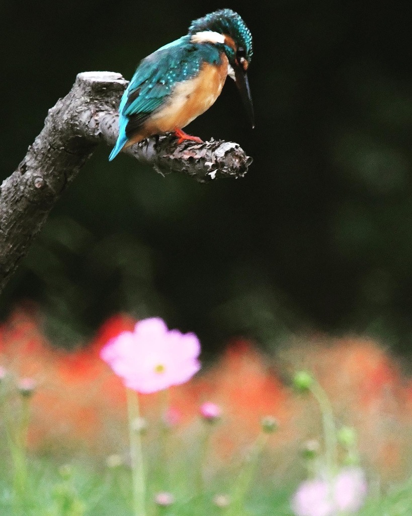 カワセミ (^^♪。