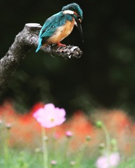 カワセミ (^^♪。