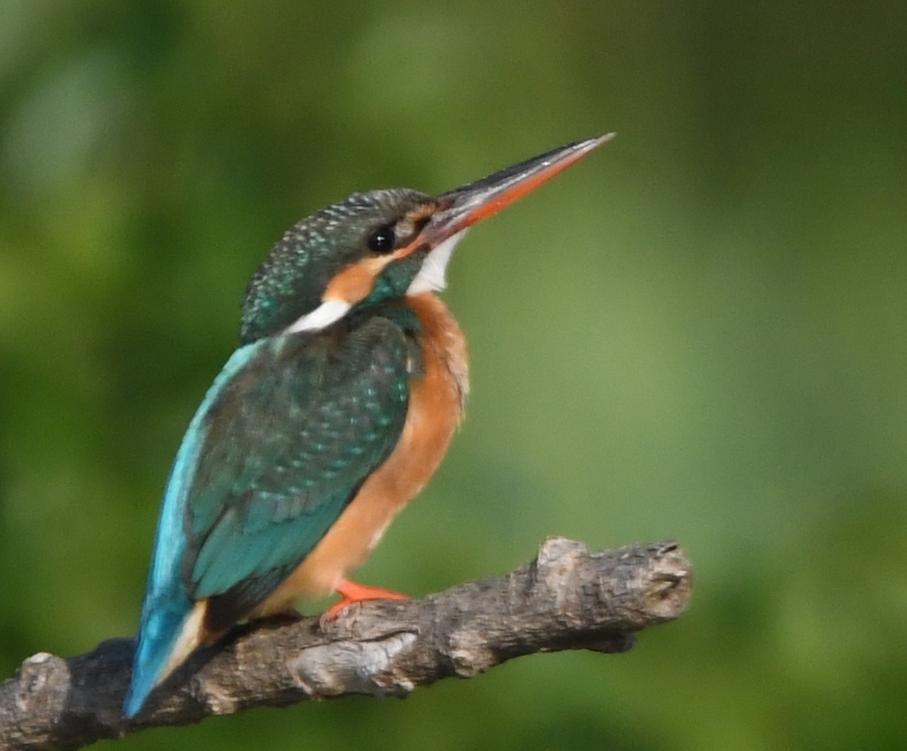 久々のカワセミ～っ、(''◇'')ゞ。