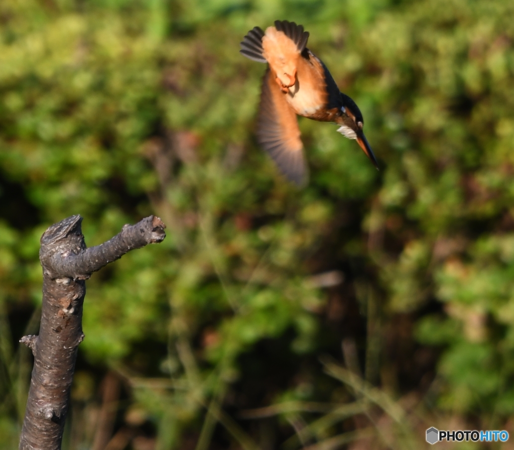 ダイブ編 その④　いただき～っ。