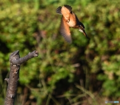 ダイブ編 その④　いただき～っ。