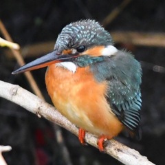 モフモフ カワセミ