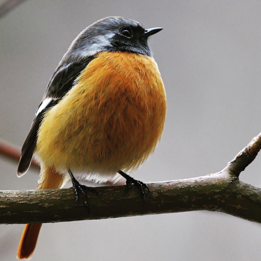 ジョウビタキ (*^^*)