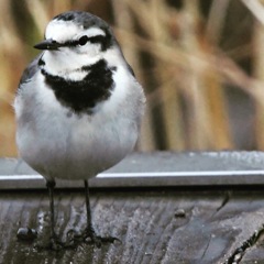 ハクセキレイ (^3^)/