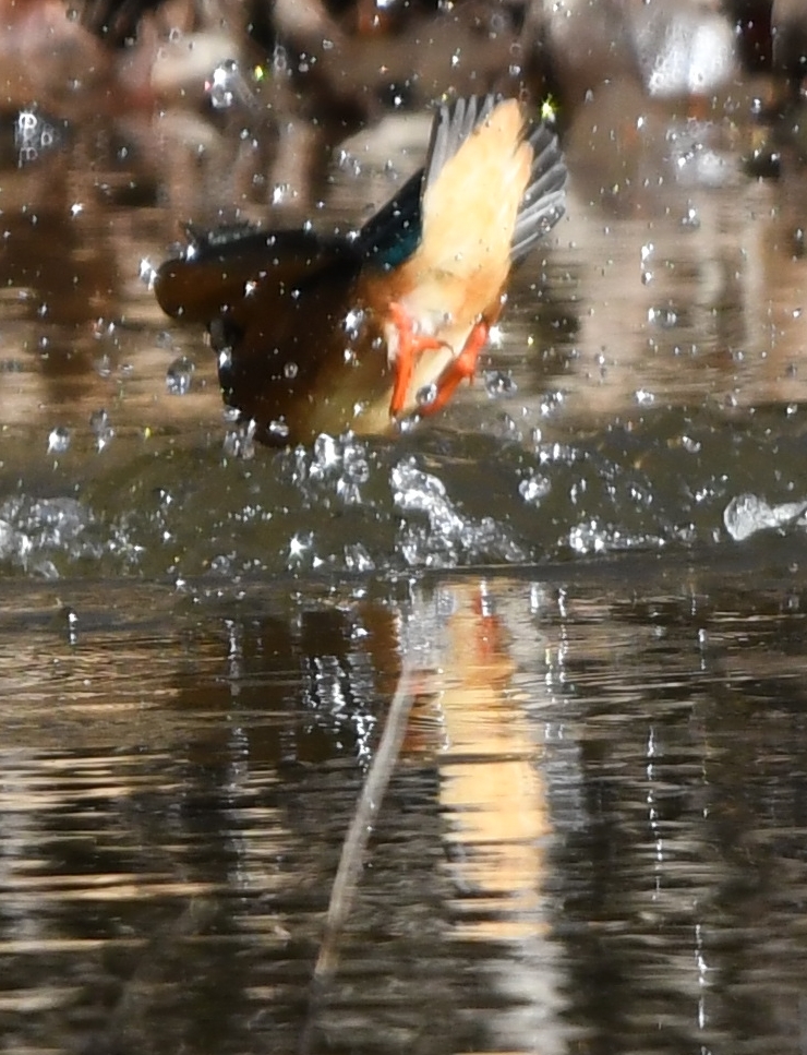 Diving scene of today's kingfisher