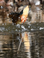 Diving scene of today's kingfisher