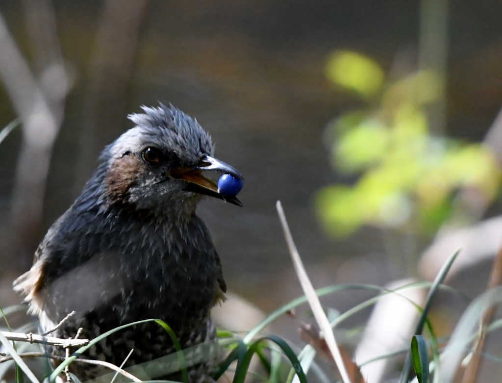 美味しそうですね (^^♪。