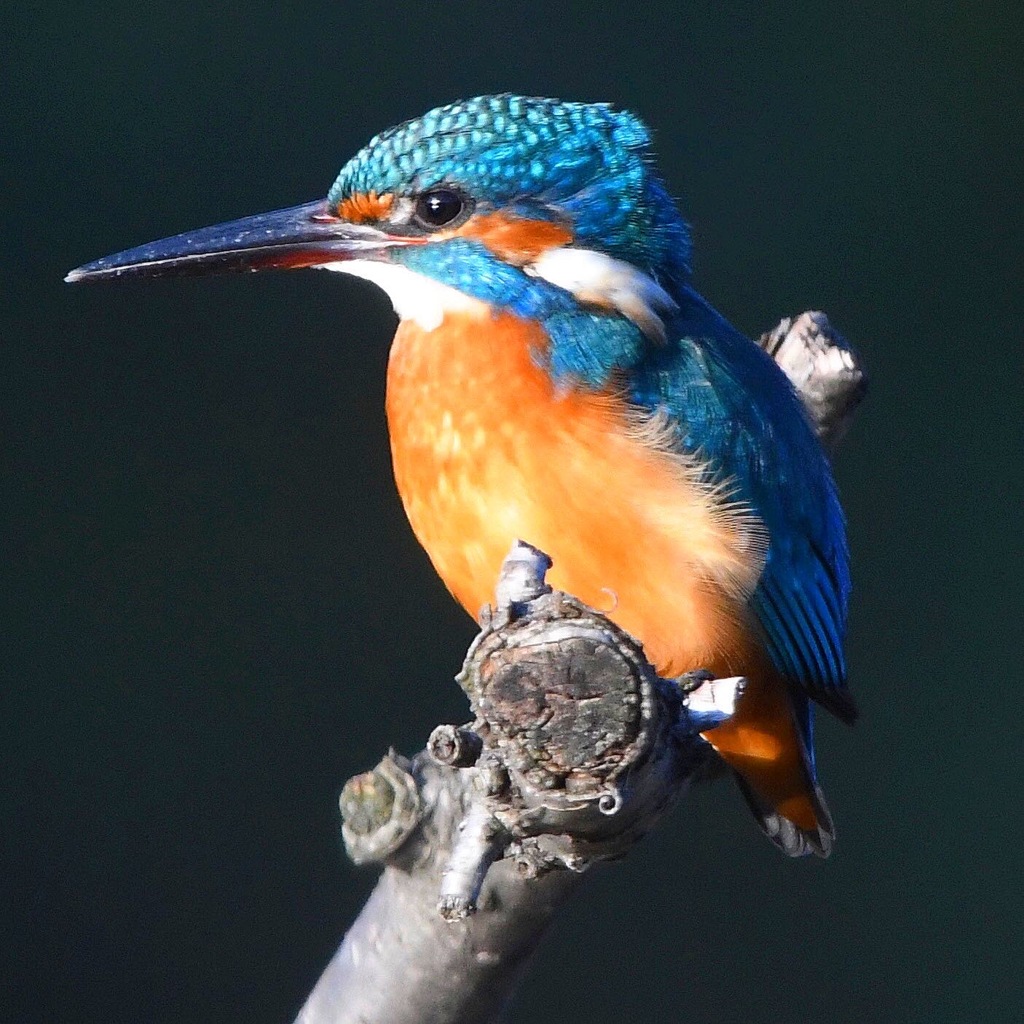 カワセミ (''◇'')ゞ