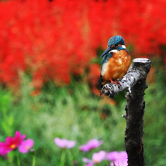 カワセミ (^^♪。