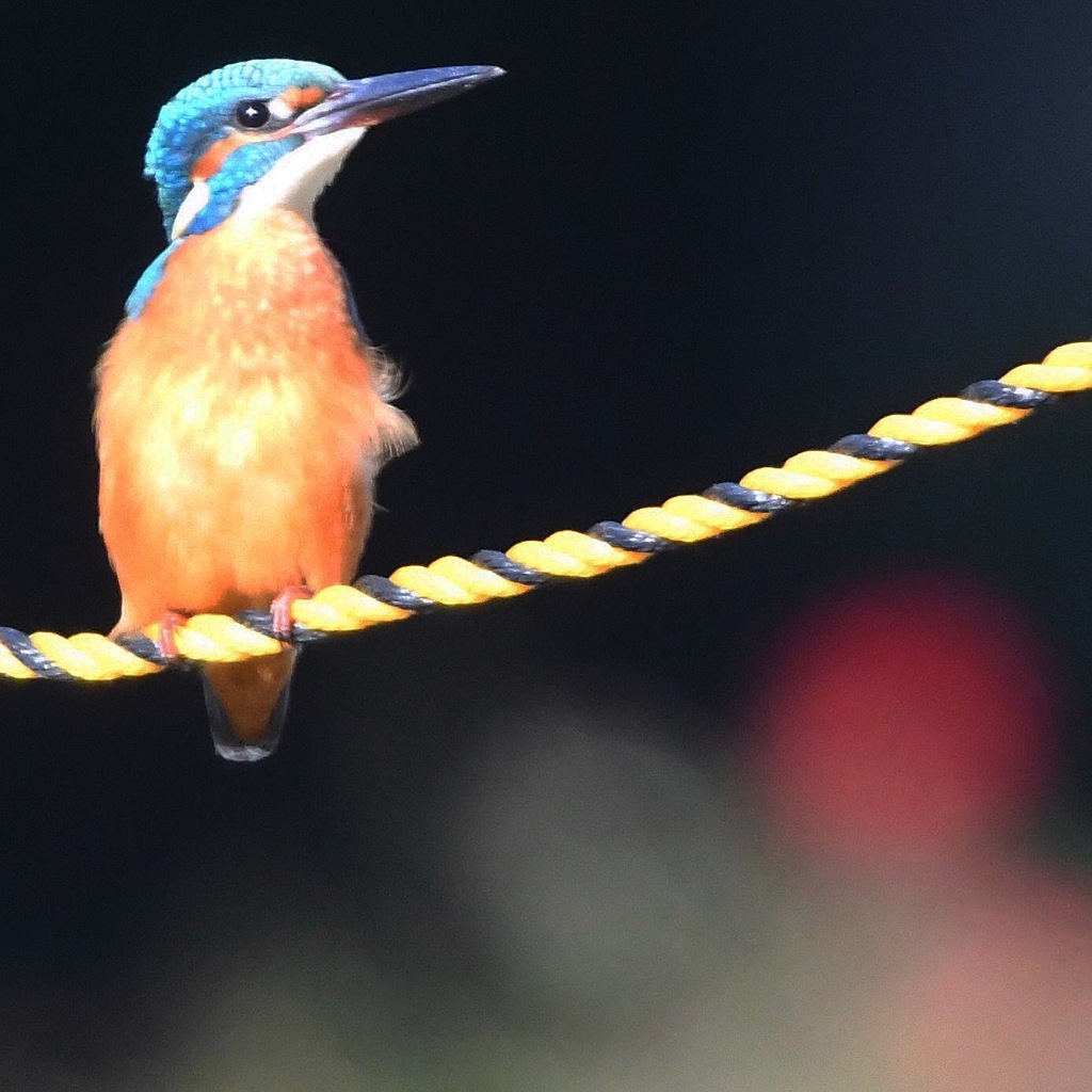 トラロープ ＼(◎o◎)／