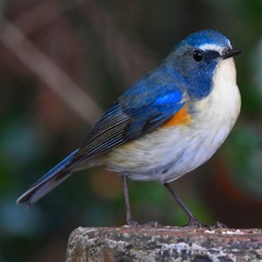 ルリビタキ (^_-)-☆