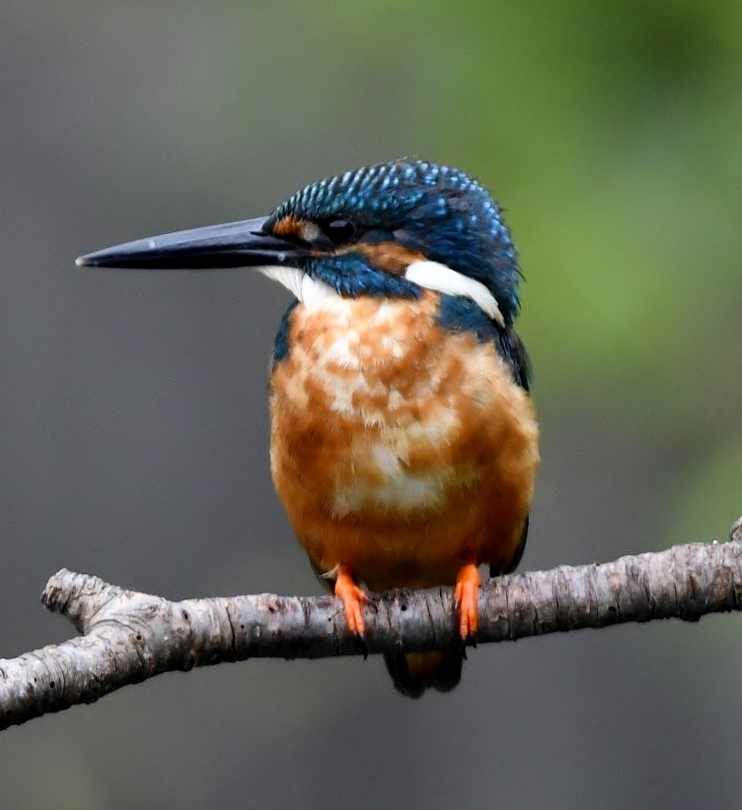 カワセミブルー !(^^)!。