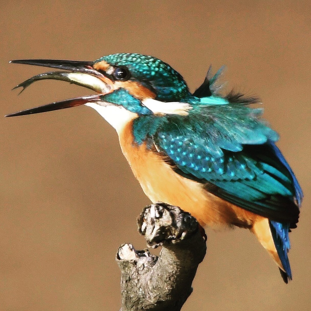 モーニング (^^ゞ