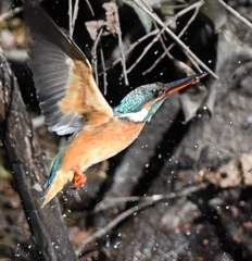 Diving scene of today's kingfisher