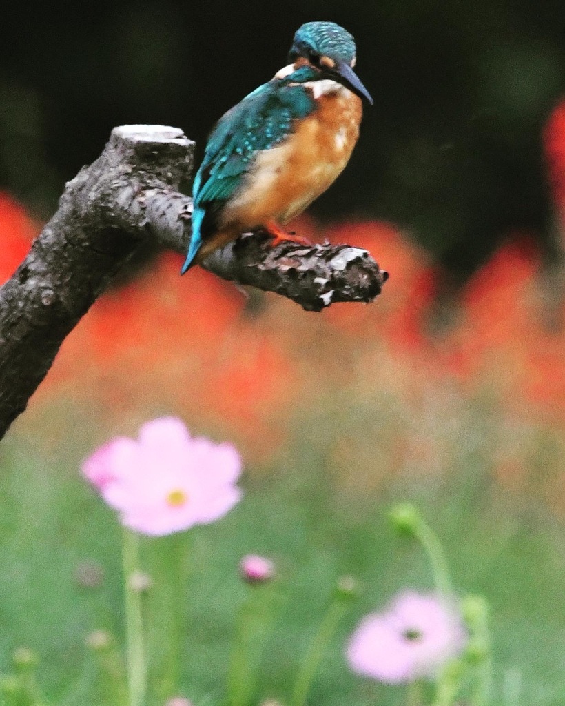 カワセミ (^^♪。