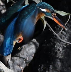 Hovering of the kingfisher ('◇')ゞ。