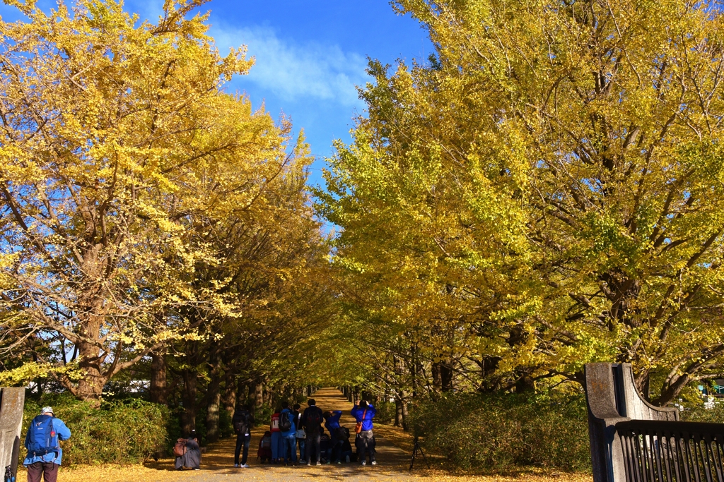 国営昭和記念公園 銀杏