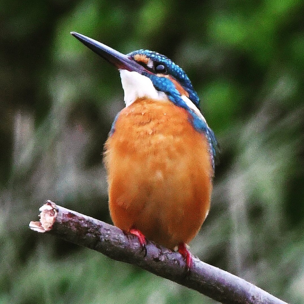 オオタカに警戒！！！