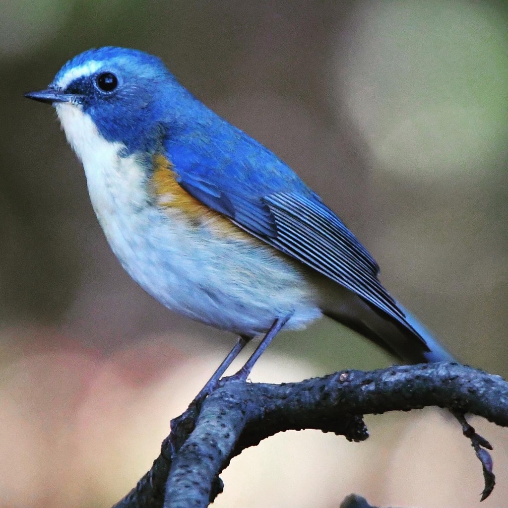 ルリビタキ （・◇・）/~~~