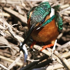 カワセミ